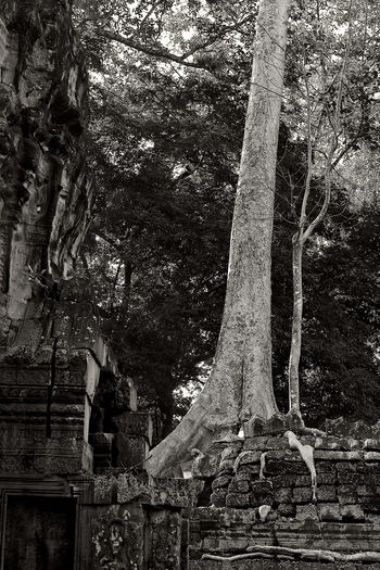 Low angle view of old tree by building in forest