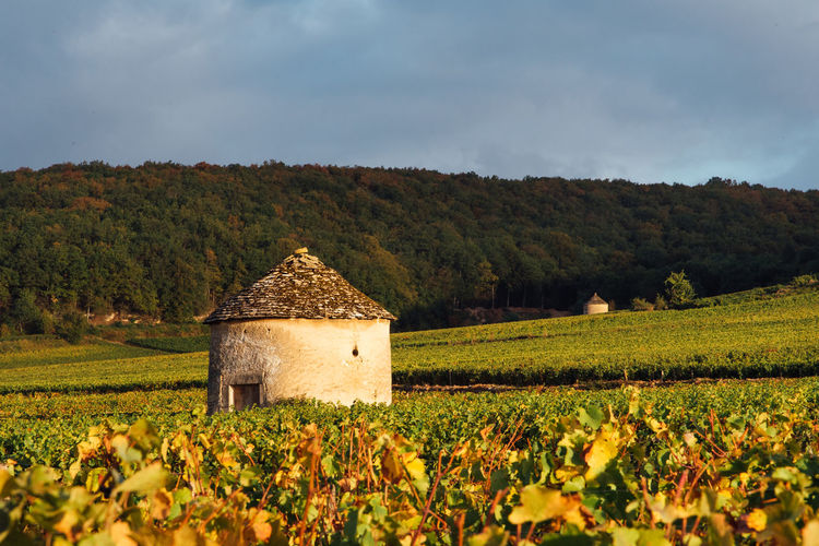 Built structure on field against sky. traditional building on autumn vineyard. 