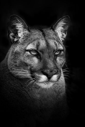 Close-up portrait of a cat