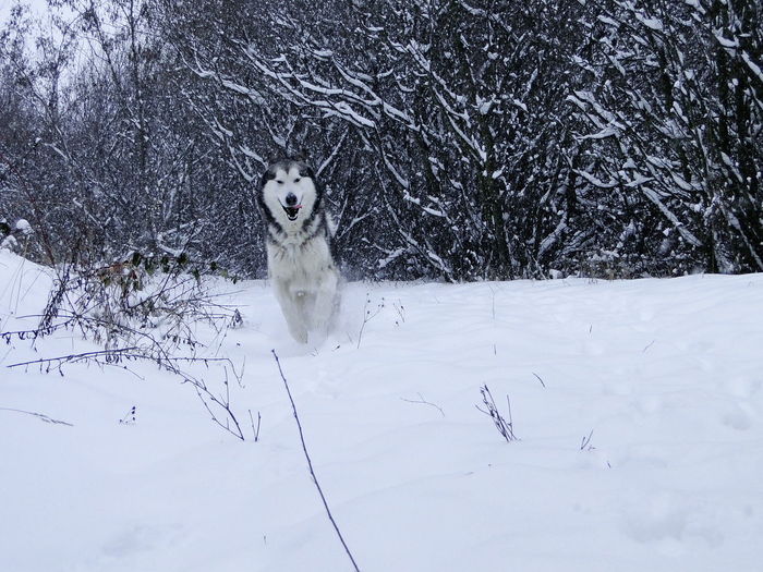 Alaskan malamute on snow field against trees during winter