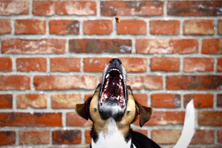 Front view of dog next to brick wall