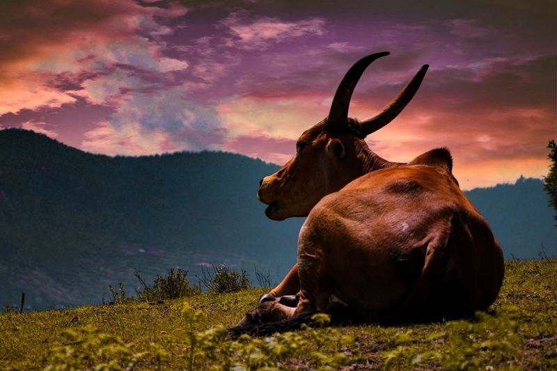 Cow sitting on land against sky during sunset