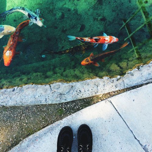 Low section of person standing in front of koi carps swimming in pond