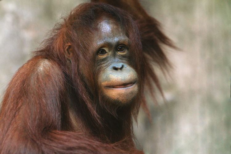 Close-up portrait of a orangutan
