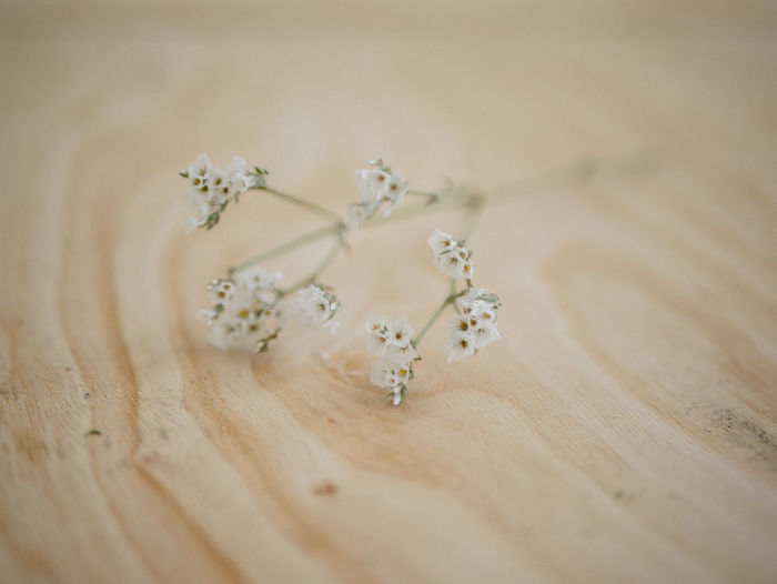 Close-up of baby's breath on table