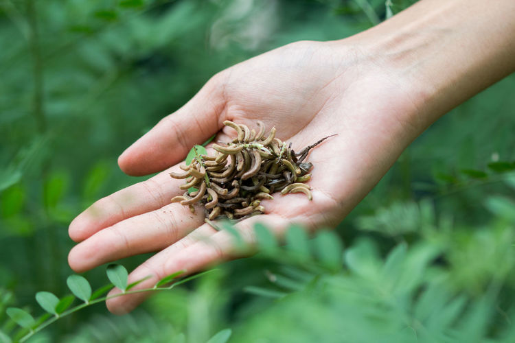 Close-up of hand holding plant part