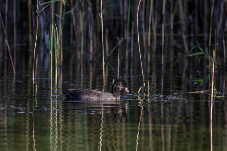 Duck swimming in lake