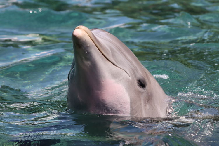 Bottlenose dolphin close-up front view
