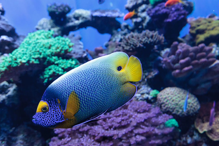 Close-up of blueface angelfish swimming in sea