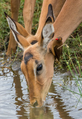 Impala drinking water with an oxpecker looking for food 