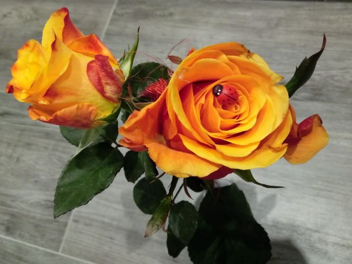 High angle view of rose bouquet