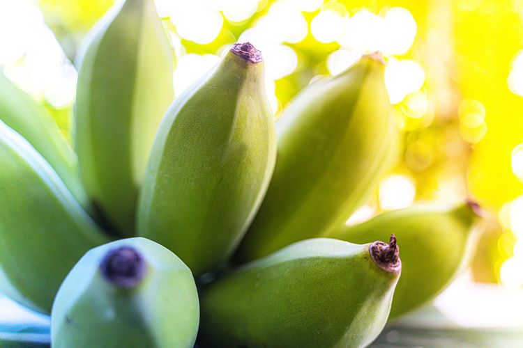 Close-up of bananas on plant