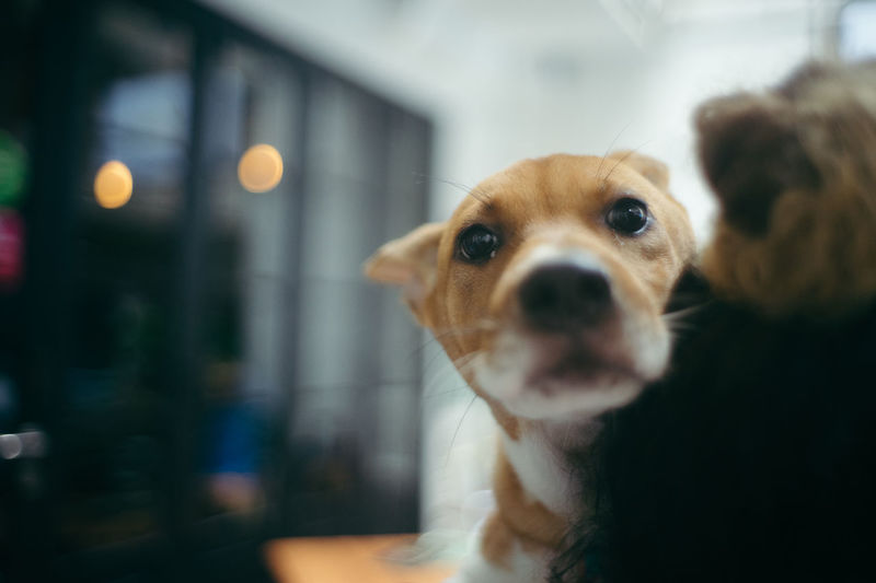 Close-up portrait of a dog