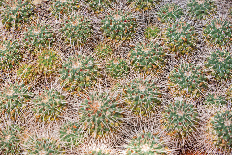 High angle view of cactus plants on field