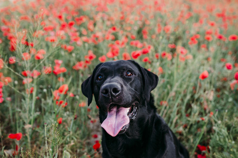 High angle view of dog sticking out tongue sitting amidst flowers in park