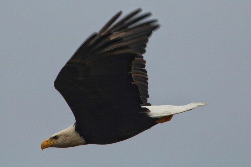 Close-up of bird flying against clear sky