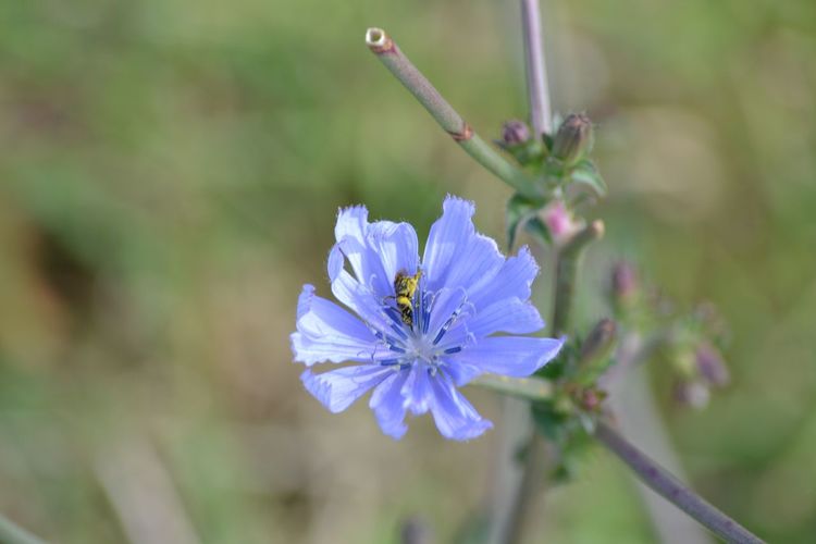 Close-up of insect on chicory flower