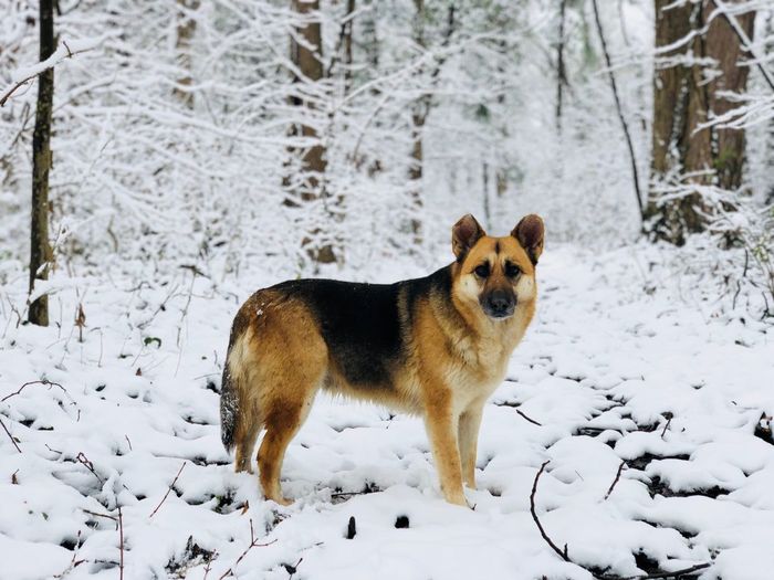 German shepherd exploring the forest covered in snow in winter