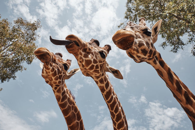 Huge giraffes pulling out their tongues to be photographed.