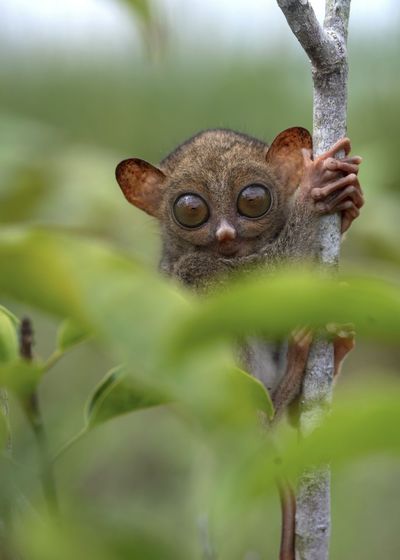 Cute tarsier hiding behind leaves