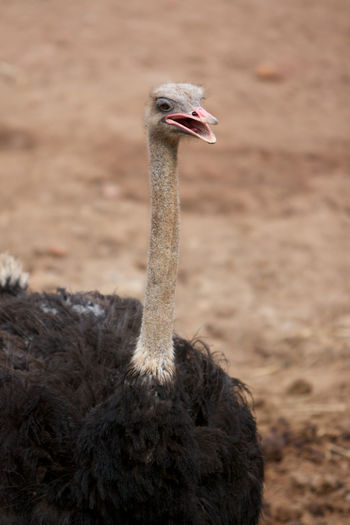 Close up shot of ostrich, struthio camelus, common ostrich, simply ostrich