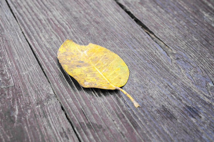 Close-up of yellow leaf on wooden plank