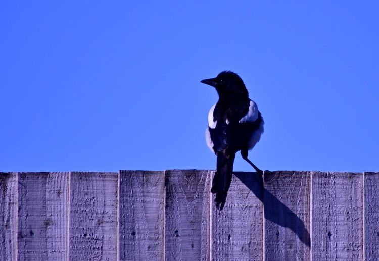 Low angle view of bird perching on wood against blue sky