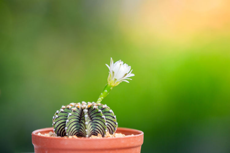 White flower of cactus.