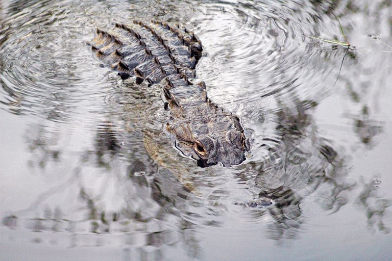Close-up of alligator in the water
