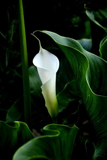 Close-up of calla lily blooming in park