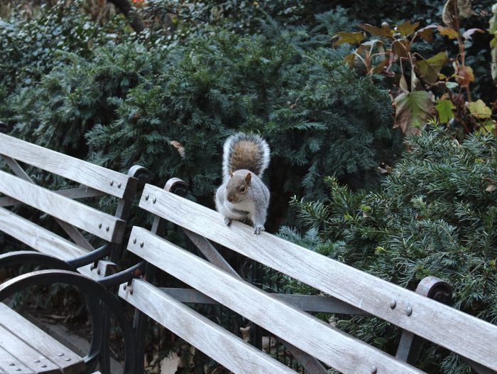 Squirrel on wooden bench at park