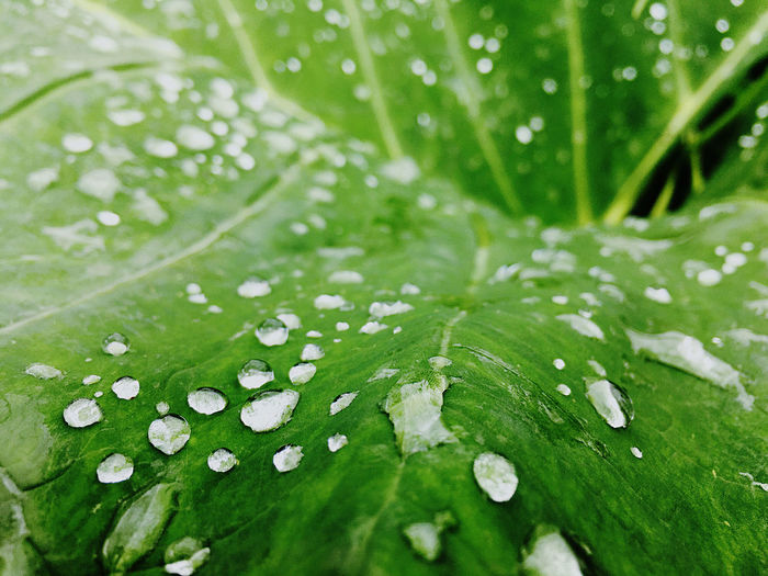 Close-up of raindrops on leaves
