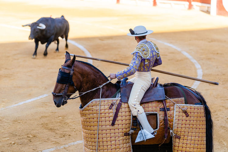 Unrecognizable picador with lance riding horse and performing on bullring with angry bull during corrida