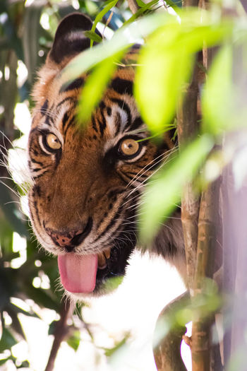 Close-up of tiger amidst plants