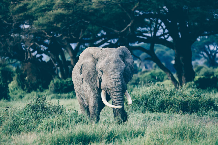 Elephant in amboseli national park, kenya, africa
