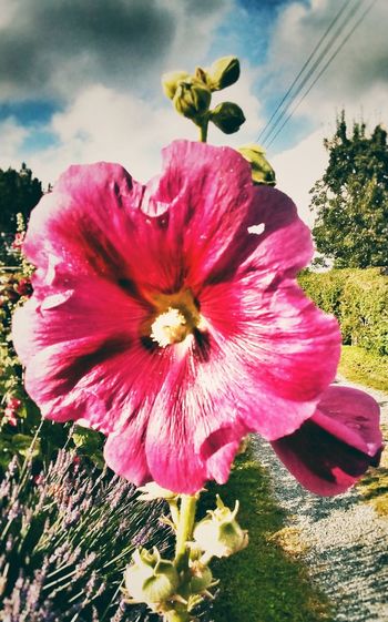 Close-up of poppy blooming against sky