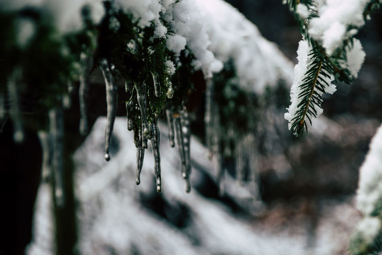 Close-up of frozen pine tree during winter