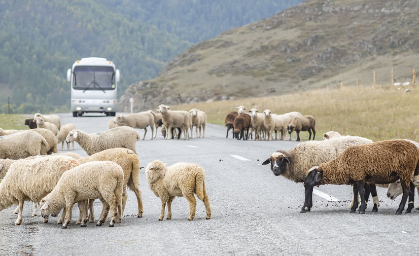 Sheeps crossing an asphalt road against the background of a passenger bus