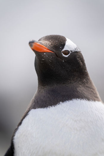 Close-up of gentoo penguin chest and head