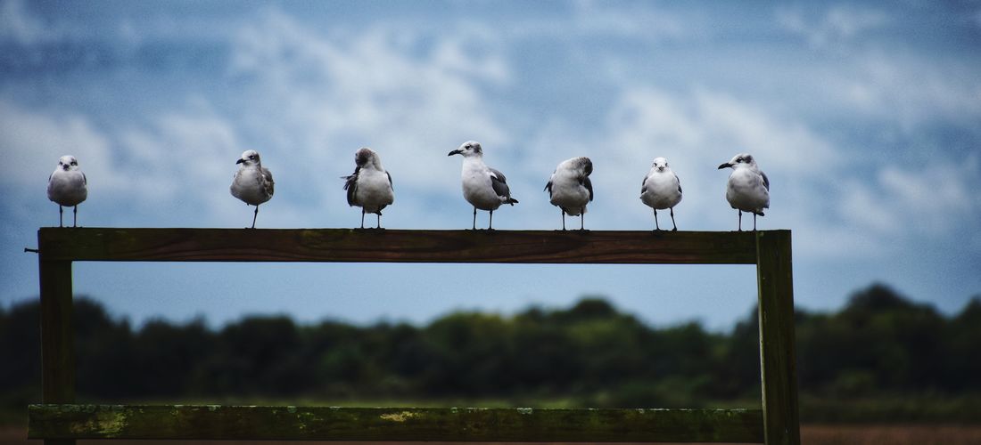 Seagulls perching on a rail