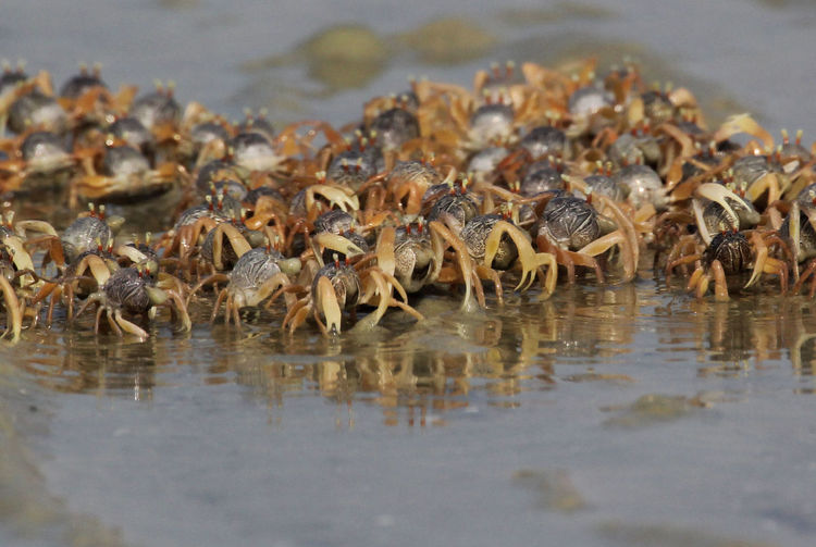 Close-up of crab in lake