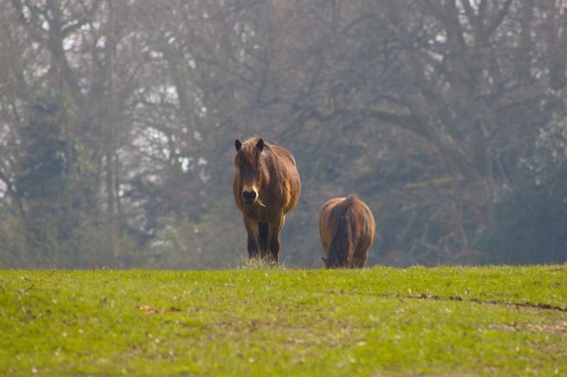 Wild living exoor ponies at a wildlife park in england.