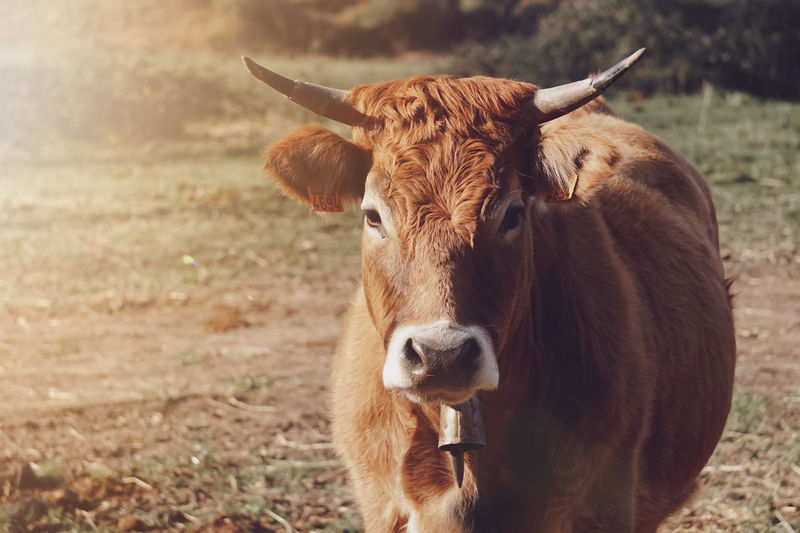 Cow Bell pictures | Curated Photography on EyeEm