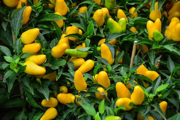 Full frame shot of yellow chili peppers