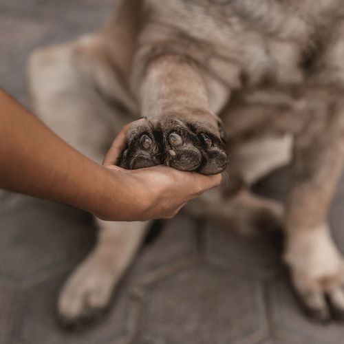 Cropped hand of person holding dog paw
