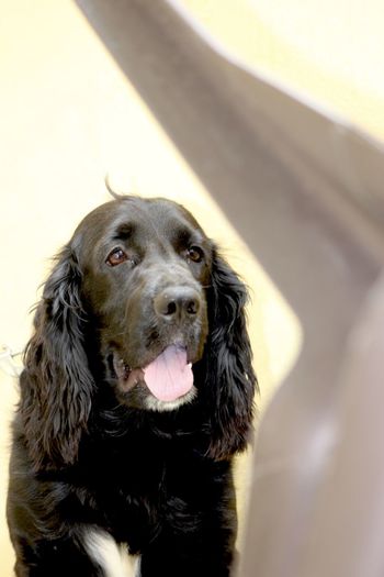 Close-up portrait of a dog