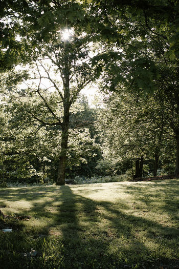 Trees in forest