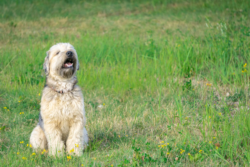 Portrait of dog sitting on grass