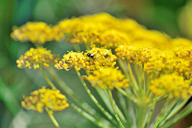 Close-up of insect on yellow flower