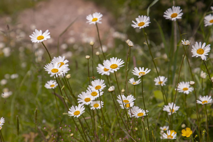 Daisies on meadow